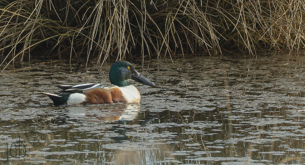 Canard souchet