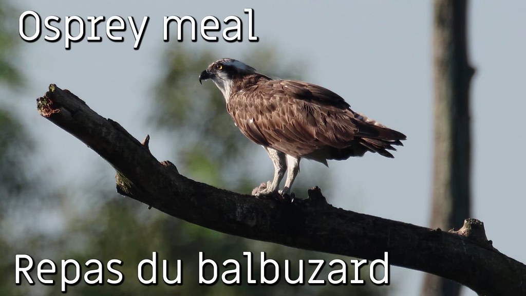 Repas du balbuzard