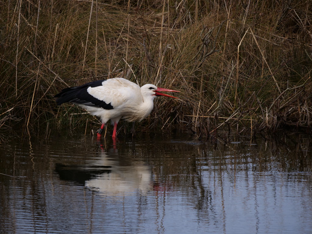 Weißstorch . Ciconia ciconia (Linnaeus, 1758) . Cigogne blanche . White stork . Ooievaar