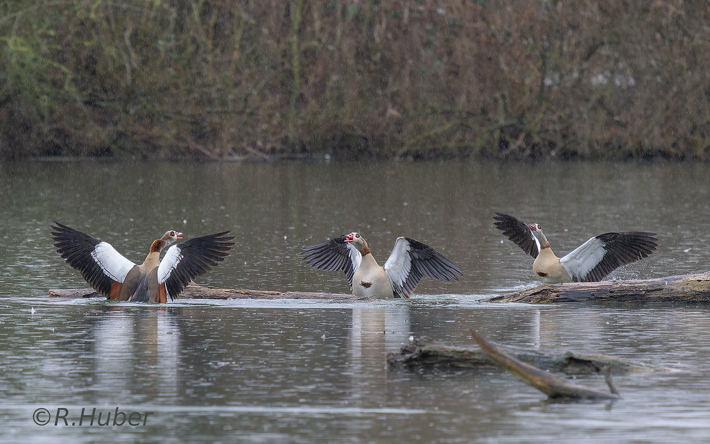 ©-R.Huber-Nilgänse-streiten-im-Regen